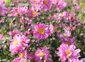 Sasanka hupejská 'Alando Double Rose' - Anemone hupehensis 'Alando Double Rose'