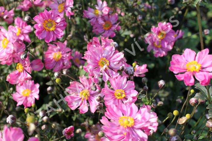 Sasanka hupejská 'Alando Double Rose' - Anemone hupehensis 'Alando Double Rose'