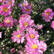 Sasanka hupejská 'Alando Double Rose' - Anemone hupehensis 'Alando Double Rose'