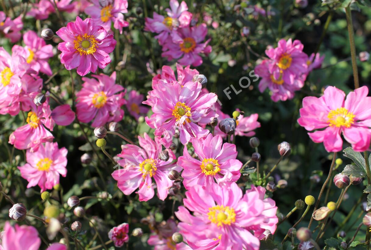 Sasanka hupejská 'Alando Double Rose' - Anemone hupehensis 'Alando Double Rose'