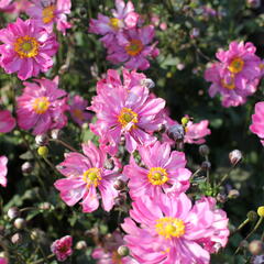 Sasanka hupejská 'Alando Double Rose' - Anemone hupehensis 'Alando Double Rose'