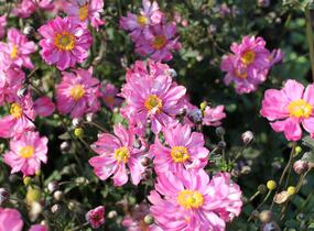 Sasanka hupejská 'Alando Double Rose' - Anemone hupehensis 'Alando Double Rose'