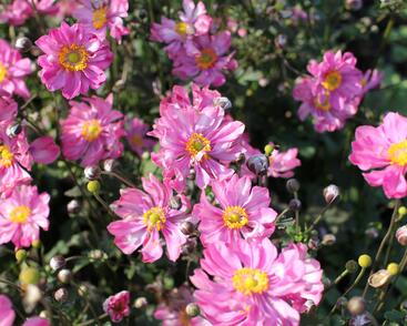 Sasanka hupejská 'Alando Double Rose'