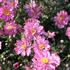 Anemone hupehensis 'Alando Double Rose'.JPG