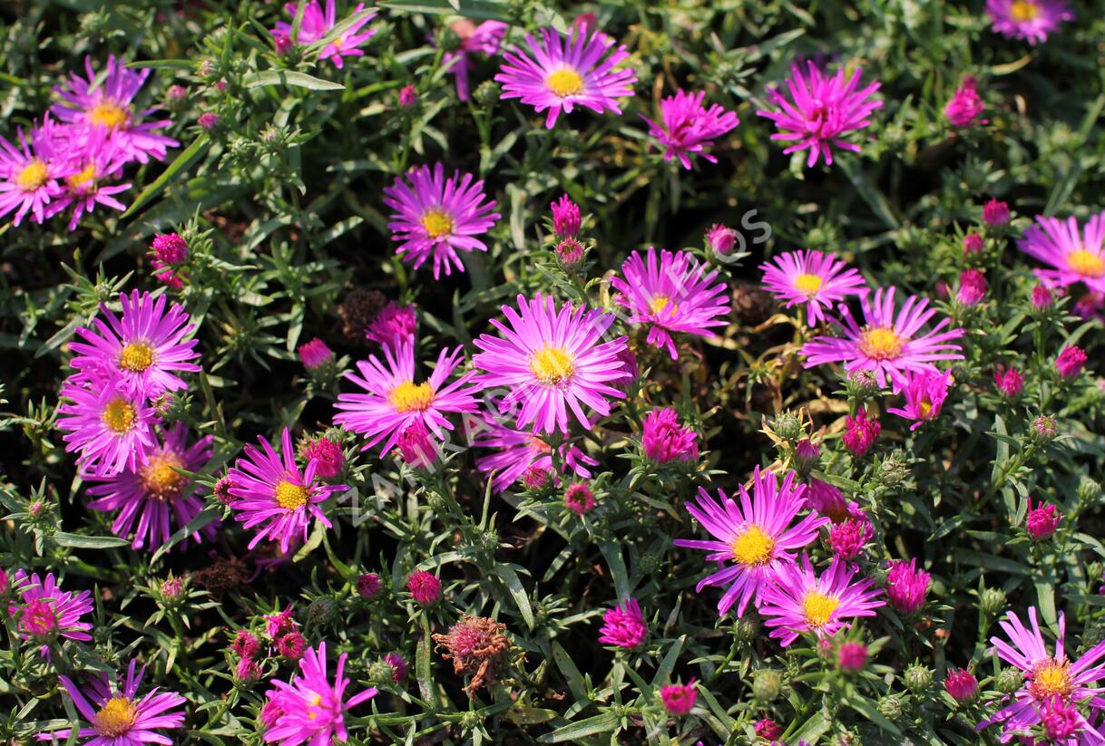 Hvězdnice keříčkovitá 'Kassel' - Aster dumosus 'Kassel'