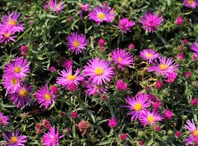 Hvězdnice keříčkovitá 'Kassel' - Aster dumosus 'Kassel'