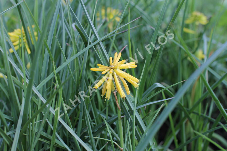 Kleopatřina jehla (mnohokvět) 'Popsicle Banana' - Kniphofia uvaria 'Popsicle Banana'
