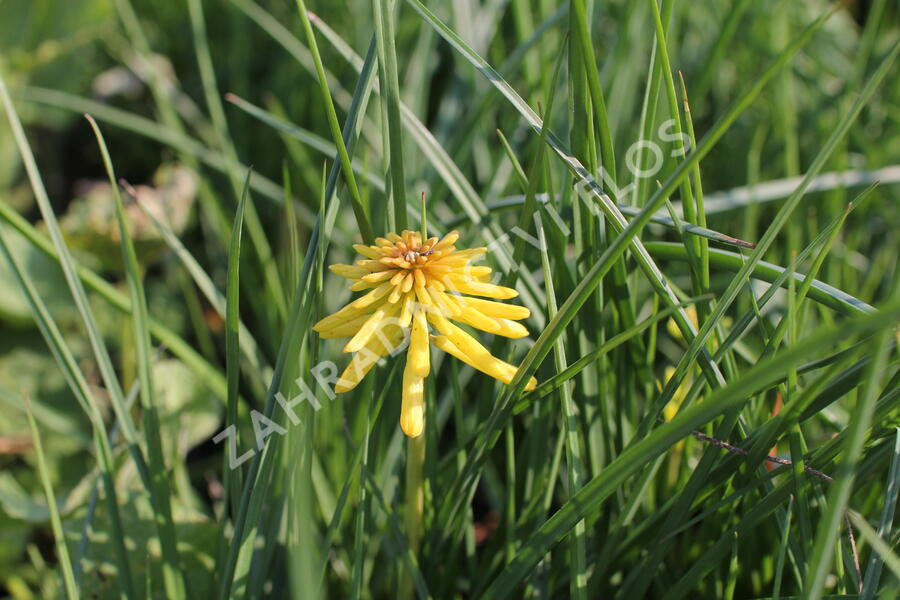 Kleopatřina jehla (mnohokvět) 'Popsicle Banana' - Kniphofia uvaria 'Popsicle Banana'