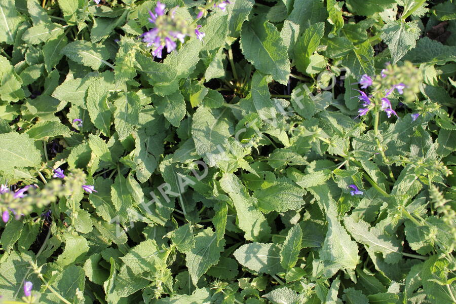 Šalvěj luční 'Madeline' - Salvia pratensis 'Madeline'