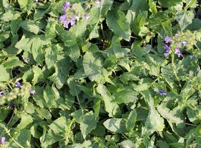 Šalvěj luční 'Madeline' - Salvia pratensis 'Madeline'