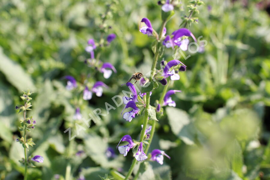 Šalvěj luční 'Madeline' - Salvia pratensis 'Madeline'