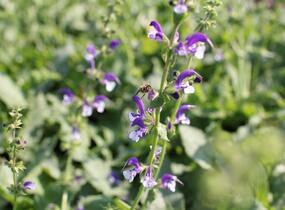 Šalvěj luční 'Madeline' - Salvia pratensis 'Madeline'