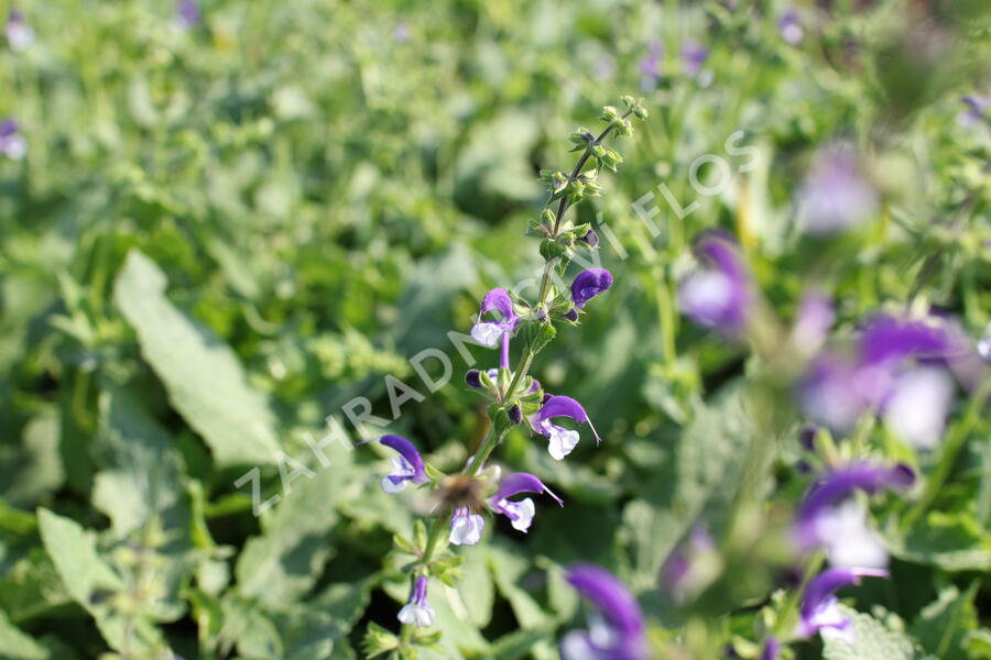Šalvěj luční 'Madeline' - Salvia pratensis 'Madeline'