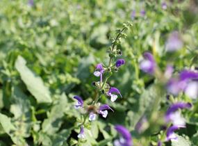 Šalvěj luční 'Madeline' - Salvia pratensis 'Madeline'