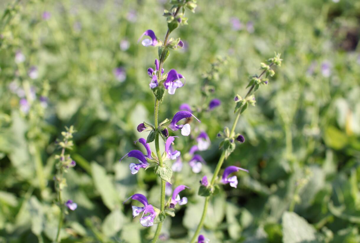 Šalvěj luční 'Madeline' - Salvia pratensis 'Madeline'
