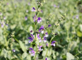 Šalvěj luční 'Madeline' - Salvia pratensis 'Madeline'