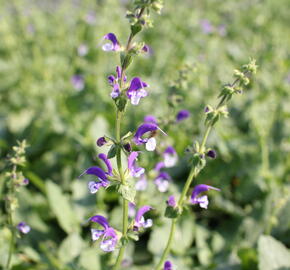 Šalvěj luční 'Madeline' - Salvia pratensis 'Madeline'