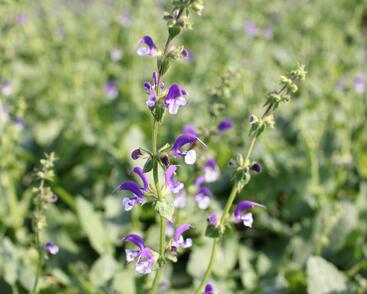 Šalvěj luční 'Madeline'