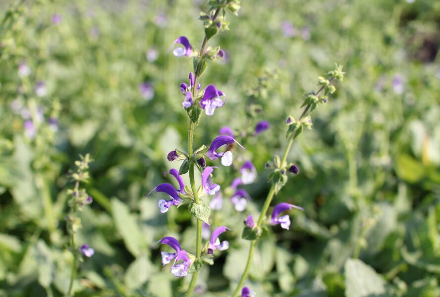 Šalvěj luční 'Madeline' - Salvia pratensis 'Madeline'