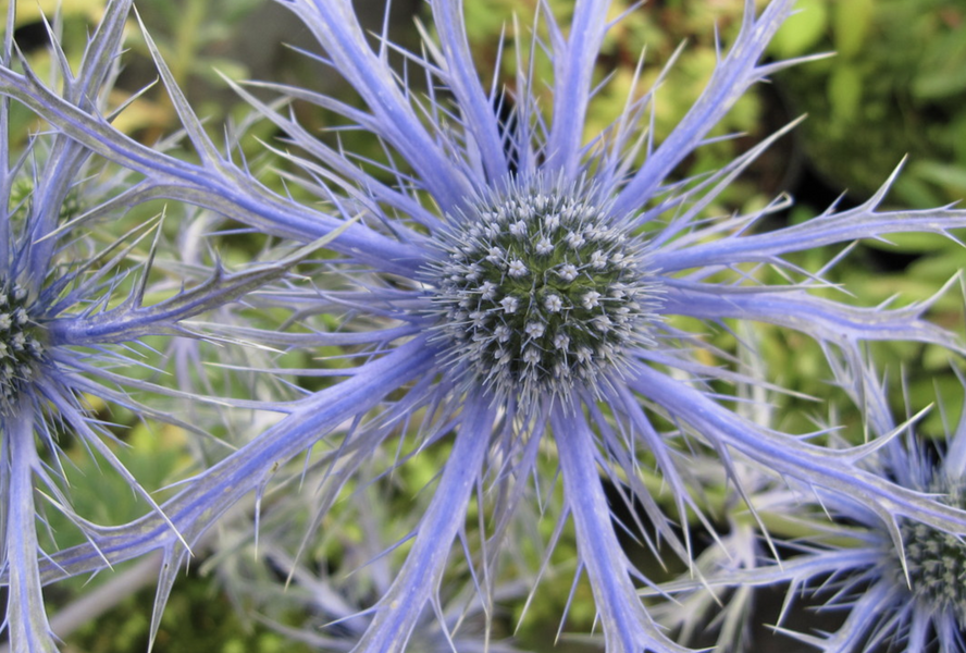 Máčka plocholistá 'Pen Blue' - Eryngium planum 'Pen Blue'