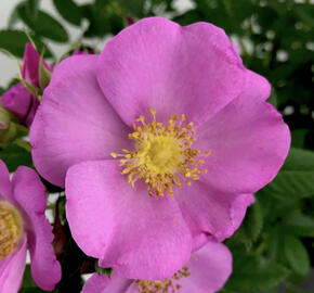 Růže svraskalá 'Jam-A-Licious'