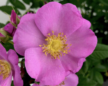 Růže svraskalá 'Jam-A-Licious'