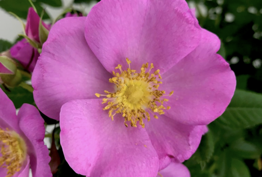 Růže svraskalá 'Jam-A-Licious' - Rosa rugosa 'Jam-A-Licious'