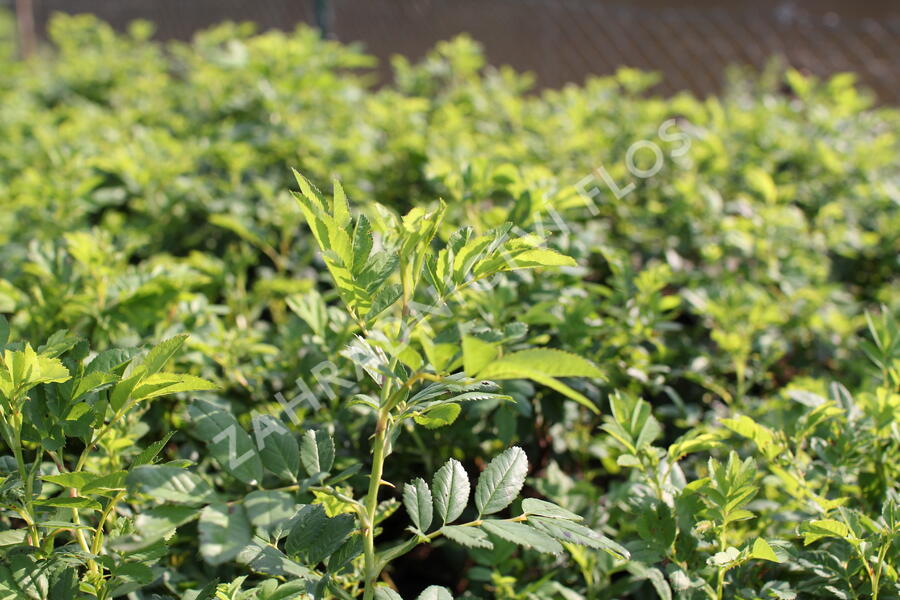 Růže svraskalá 'Jam-A-Licious' - Rosa rugosa 'Jam-A-Licious'