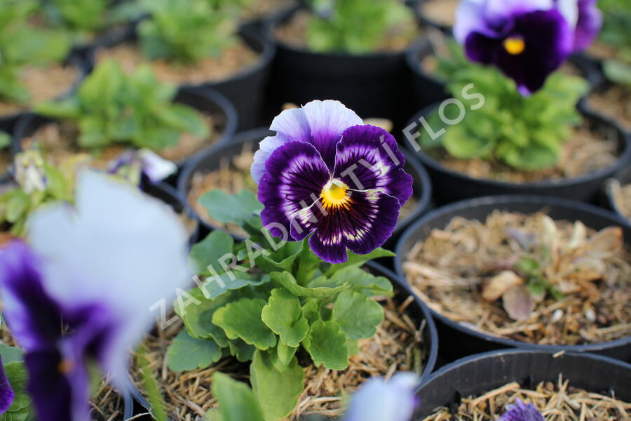 Violka, maceška zahradní 'Carnaval Beaconsfield' - Viola wittrockiana 'Carneval Beaconsfield'