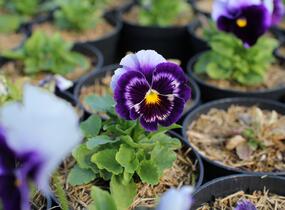 Violka, maceška zahradní 'Carnaval Beaconsfield' - Viola wittrockiana 'Carneval Beaconsfield'