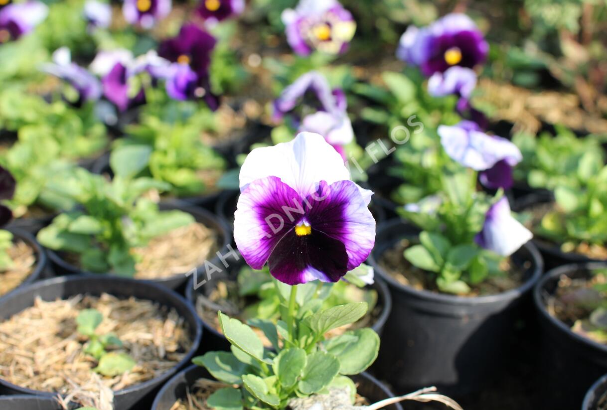 Violka, maceška zahradní 'Carnaval Beaconsfield' - Viola wittrockiana 'Carneval Beaconsfield'