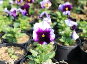 Violka, maceška zahradní 'Carnaval Beaconsfield' - Viola wittrockiana 'Carneval Beaconsfield'
