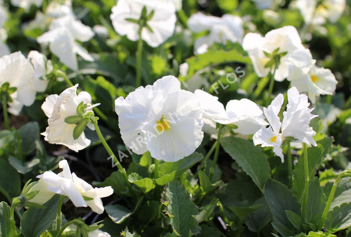 Violka, maceška zahradní 'Carneval White' - Viola wittrockiana 'Carneval White'