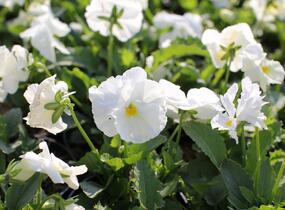 Violka, maceška zahradní 'Carneval White' - Viola wittrockiana 'Carneval White'