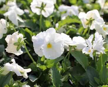 Violka, maceška zahradní 'Carneval White'