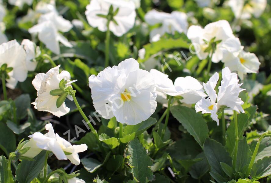 Violka, maceška zahradní 'Carneval White' - Viola wittrockiana 'Carneval White'
