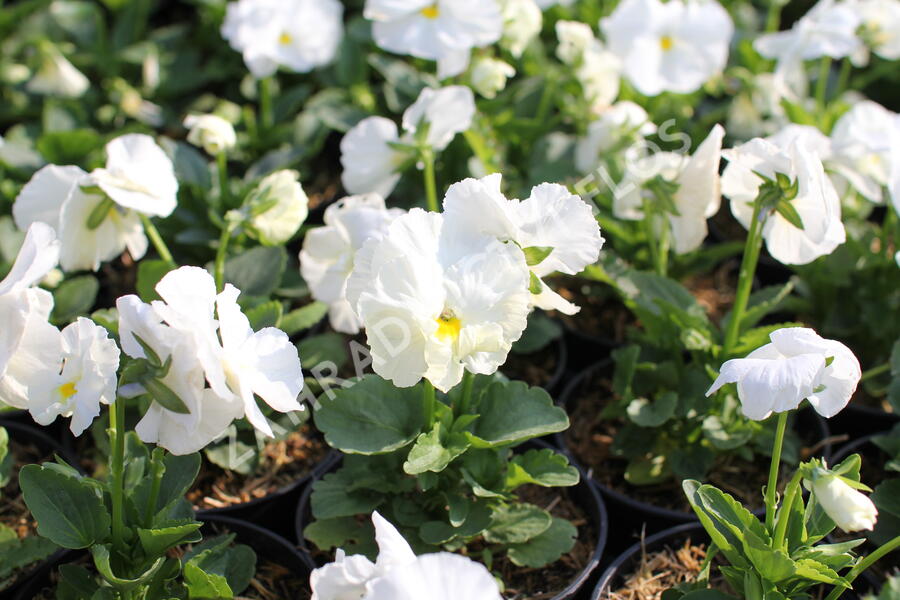 Violka, maceška zahradní 'Carneval White' - Viola wittrockiana 'Carneval White'
