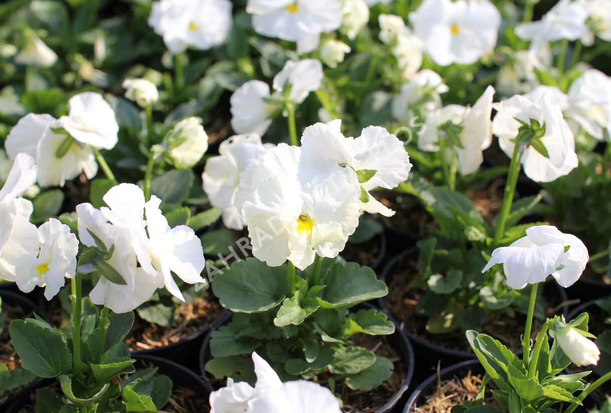 Violka, maceška zahradní 'Carneval White' - Viola wittrockiana 'Carneval White'