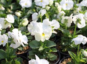 Violka, maceška zahradní 'Carneval White' - Viola wittrockiana 'Carneval White'