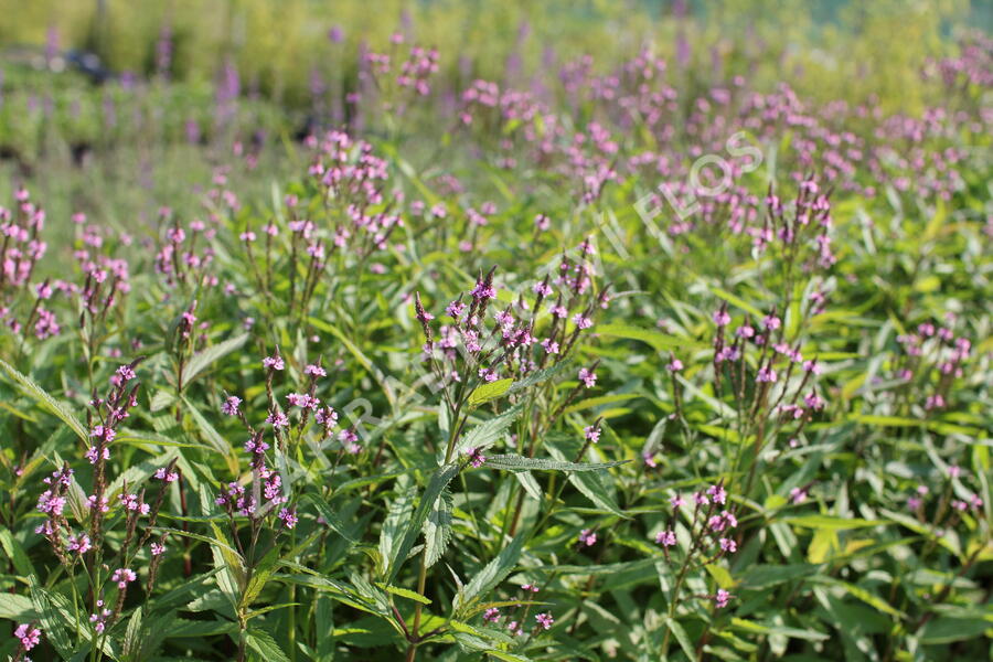 Verbena šípovitá, sporýš 'Pink Spires' - Verbena hastata 'Pink Spires'