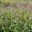 Verbena šípovitá, sporýš 'Pink Spires' - Verbena hastata 'Pink Spires'