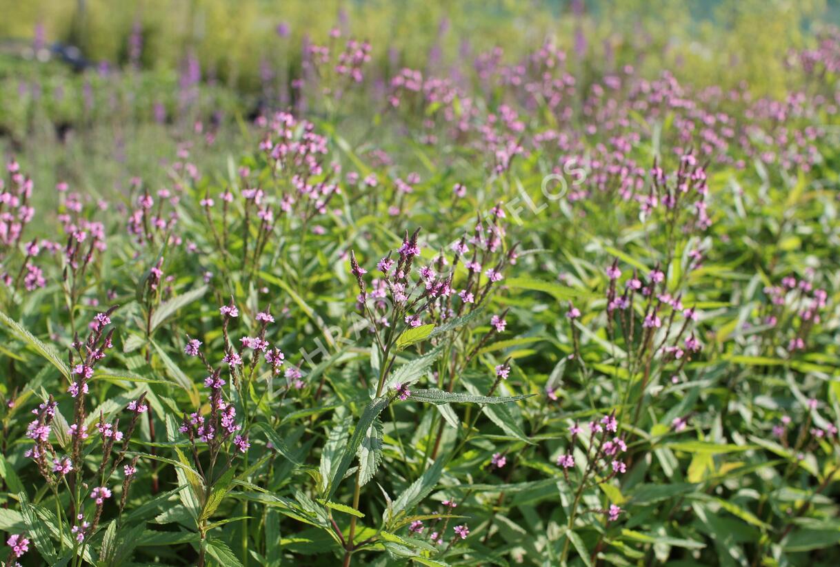 Sporýš šípovitý 'Pink Spires' - Verbena hastata 'Pink Spires'