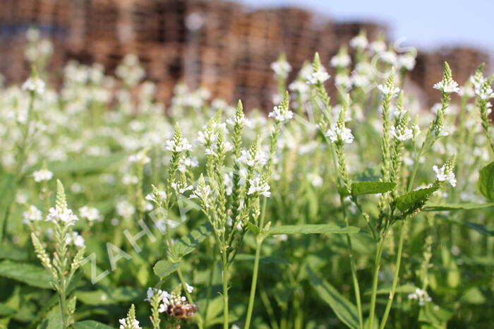 Verbena šípovitá, sporýš 'White Spires' - Verbena hastata 'White Spires'