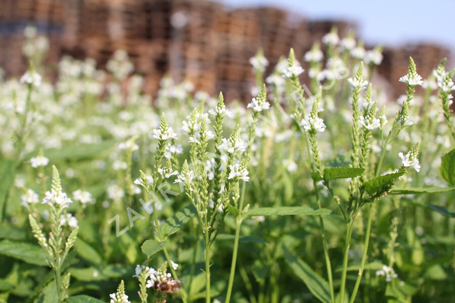 Verbena šípovitá, sporýš 'White Spires' - Verbena hastata 'White Spires'