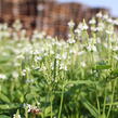 Verbena šípovitá, sporýš 'White Spires' - Verbena hastata 'White Spires'