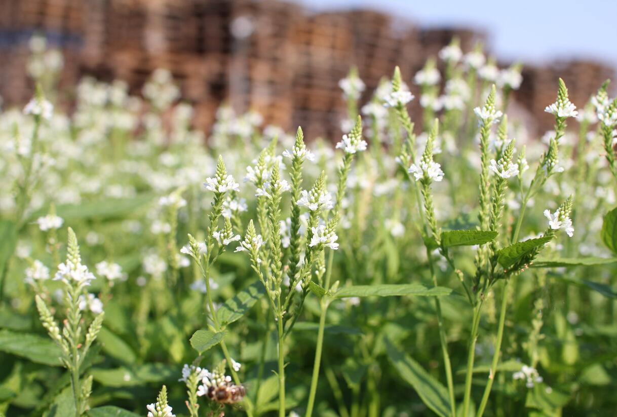 Sporýš šípovitý 'White Spires' - Verbena hastata 'White Spires'