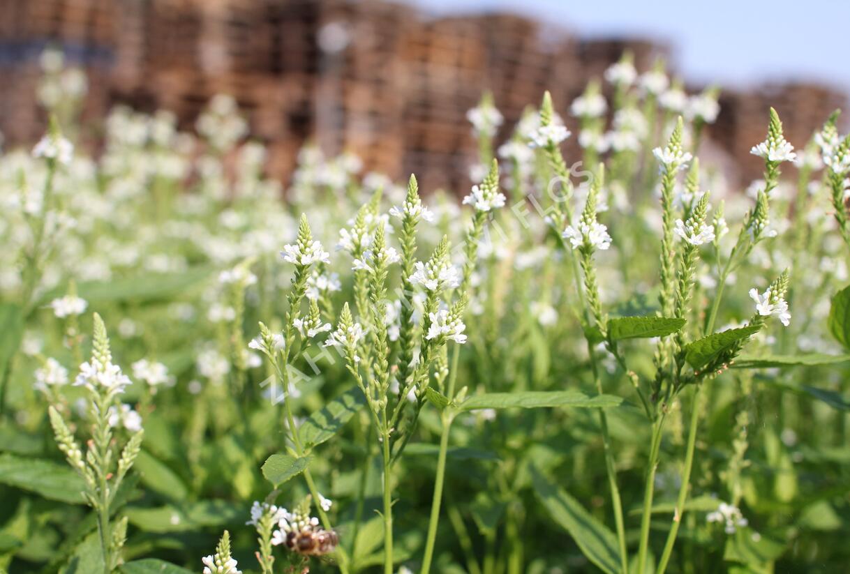 Sporýš šípovitý 'White Spires' - Verbena hastata 'White Spires'