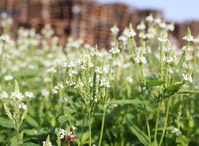 Sporýš šípovitý 'White Spires' - Verbena hastata 'White Spires'