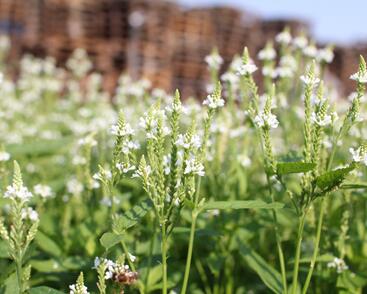 Sporýš šípovitý 'White Spires'