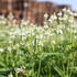 Verbena hastata 'White Spires'.JPG